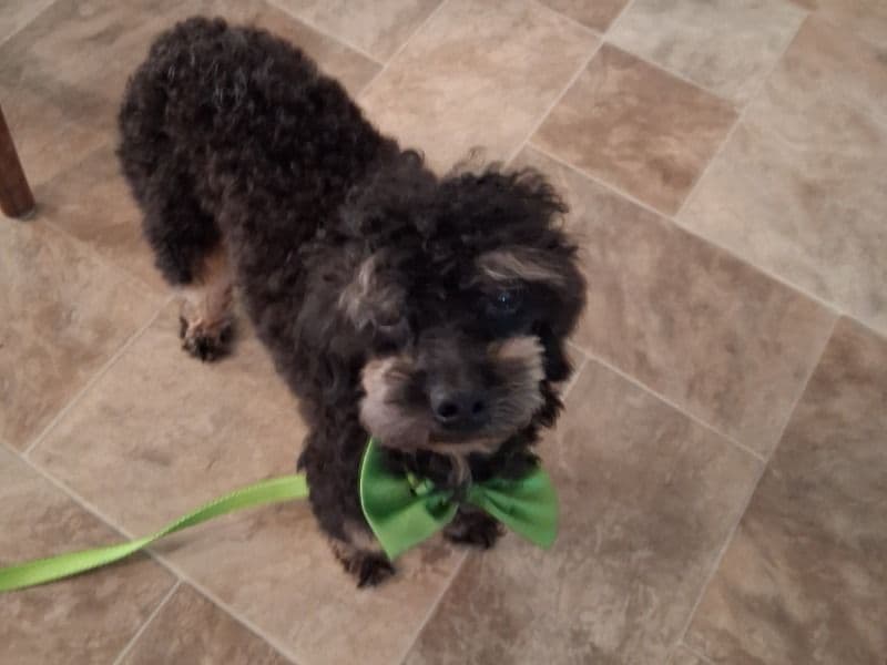 Toy Poodle 2 years old male small named Batman for breeding in Wayne County, Michigan | Petmeetly