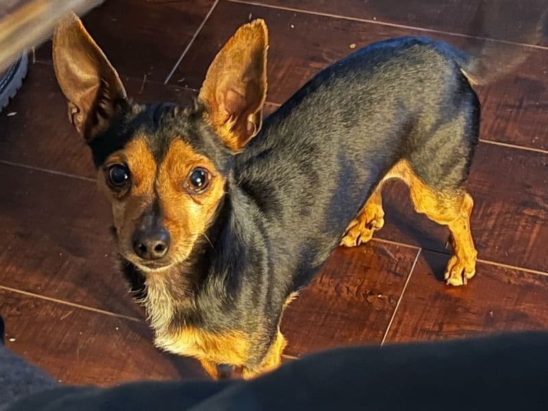 Scrappy primary photo