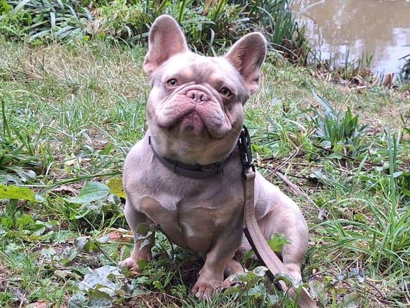 French Bulldog 2 years old male medium named Riley for breeding in Merseyside, England | Petmeetly
