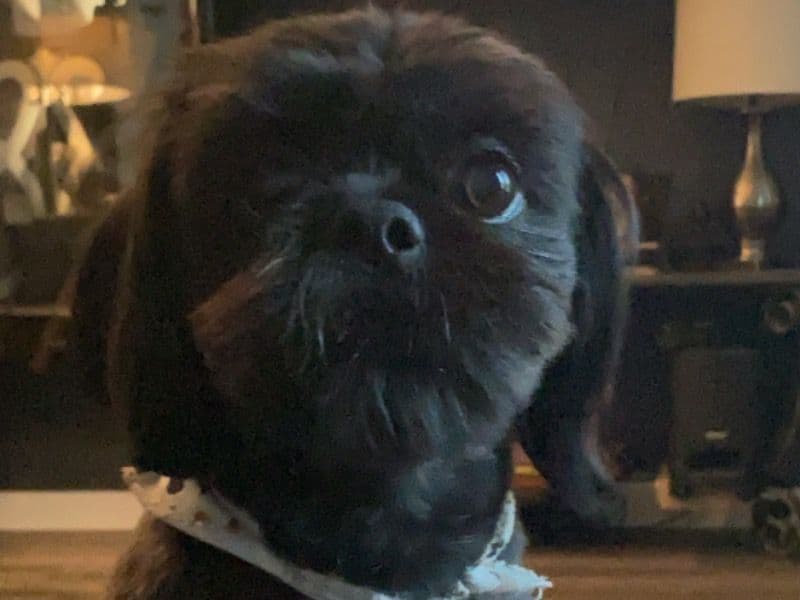 Ozzy primary photo