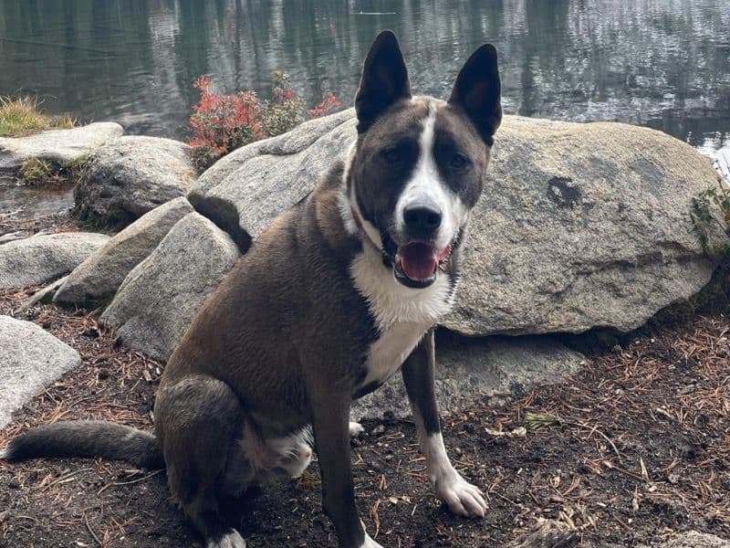 Husky 3 years old male large named Ridley for adoption in Tulare County, California | Petmeetly