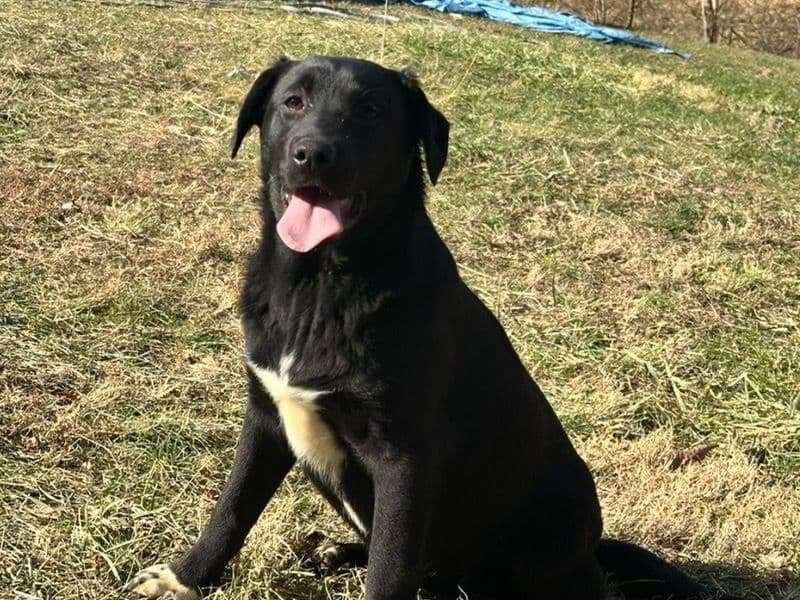 Husky 6 months old female large named Athena for sale in Franklin County, Indiana | Petmeetly