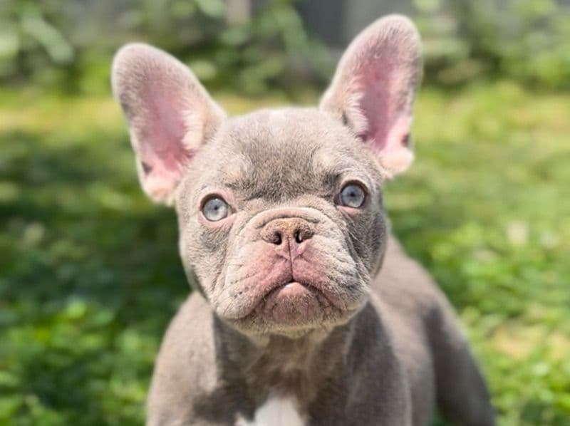 French Bulldog 1 year old female medium named Mocha for breeding in Regional Municipality of Peel, Ontario | Petmeetly