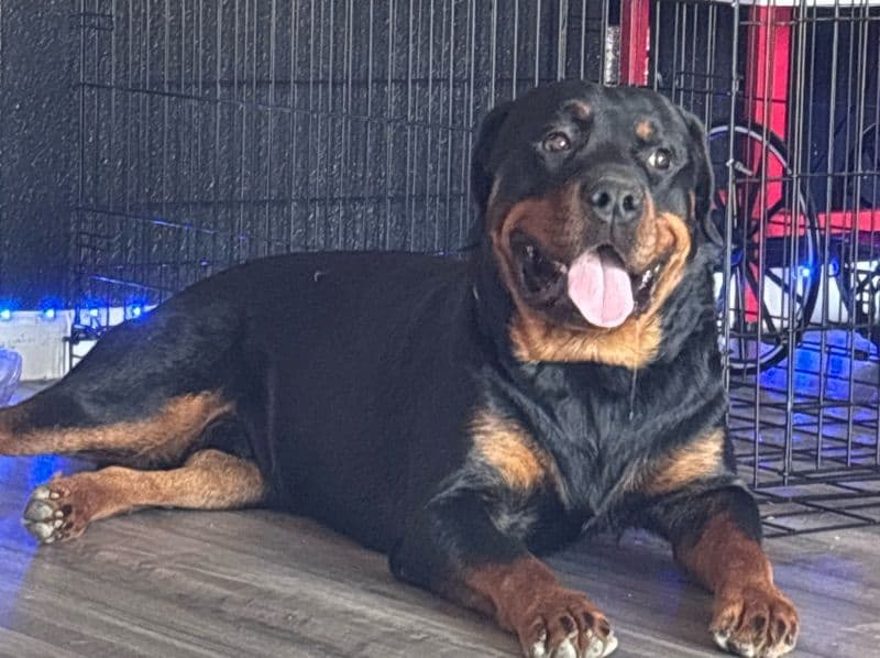 Rottweiler 1 year 10 months old male extra large named Metro for breeding in Tarrant County, Texas | Petmeetly