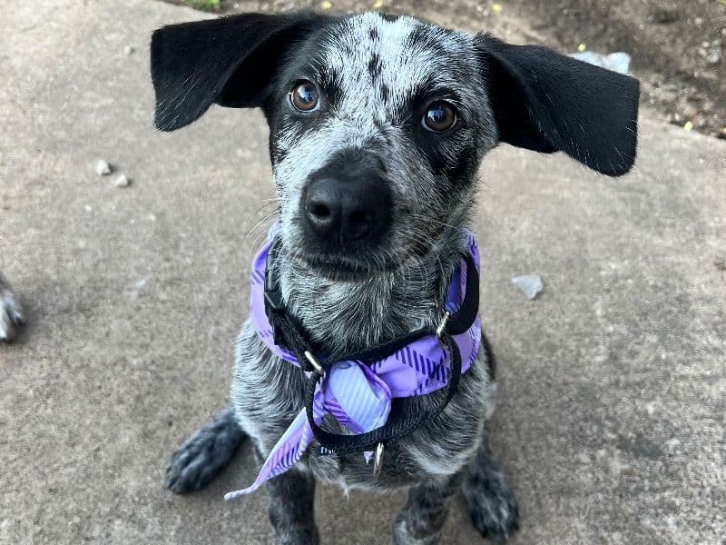 Nala primary photo