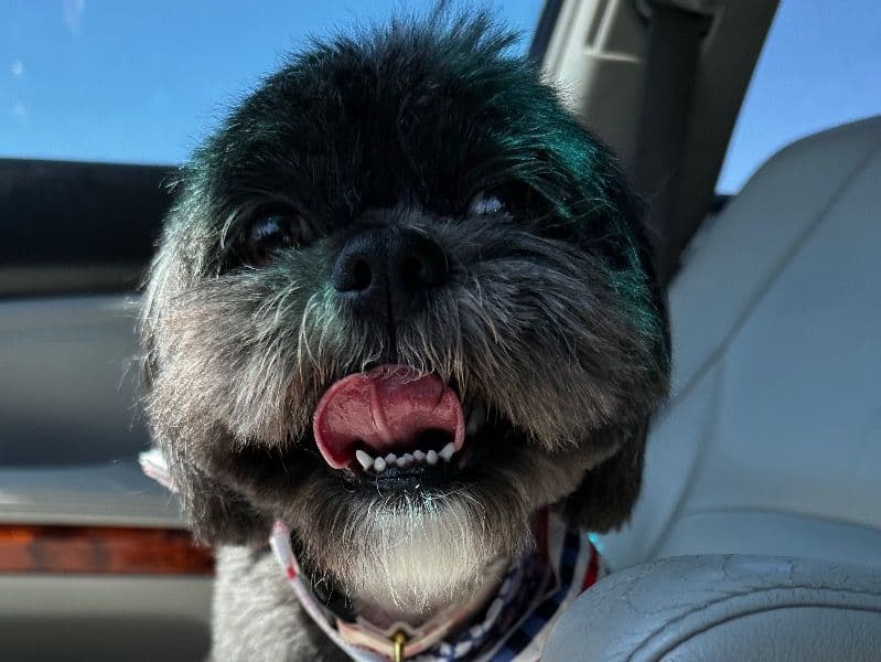 Shih Tzu 3 years old female small named Moana for breeding in Chesterfield County, Virginia | Petmeetly