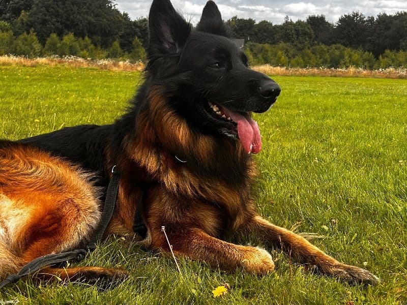 German Shepherd 8 years 11 months old male large named Jake for sale in Merseyside, England | Petmeetly
