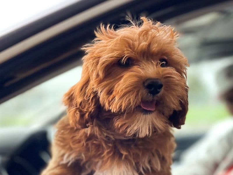 Rosie primary photo