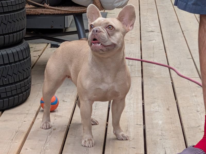 French Bulldog 1 year 7 months old female small named Ivy for breeding in Toronto, Ontario | Petmeetly
