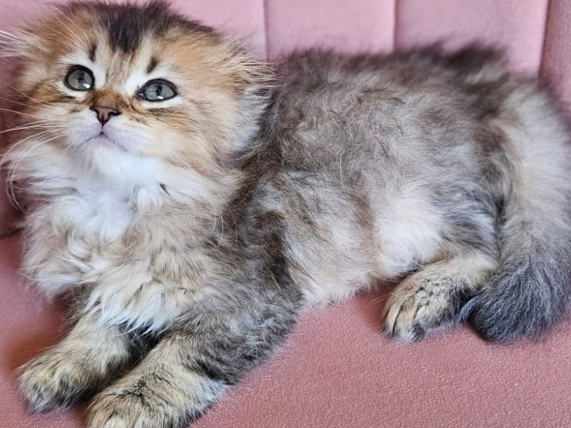Scottish Fold 2 months old male named Beto for sale in Condado de Orange, Flórida | Petmeetly
