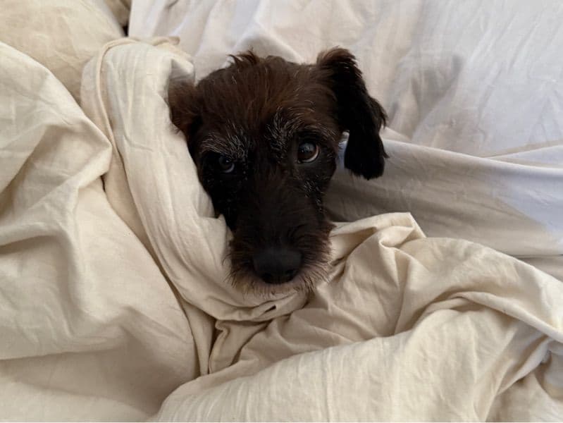 Patterdale Terrier 9 years 1 month old male small named Myles for breeding in Atlantic County, New Jersey | Petmeetly