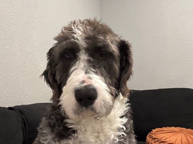 Dexter primary photo