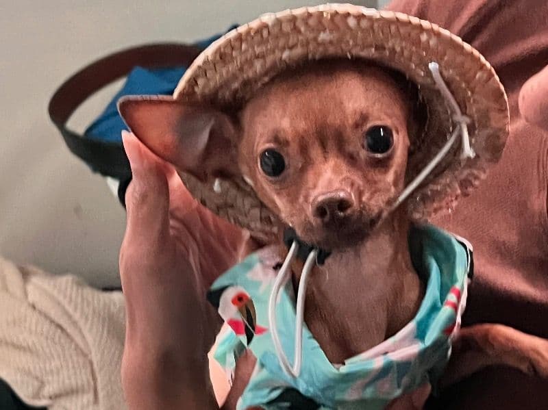 Deerhead chihuahua 1 year 4 months old male small named Diesel for breeding in San Diego County, California | Petmeetly