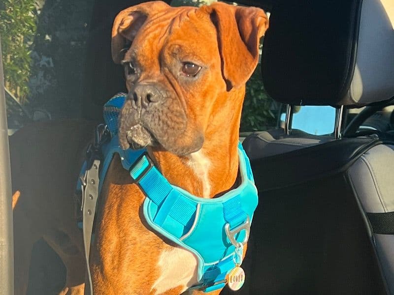 Bowser primary photo