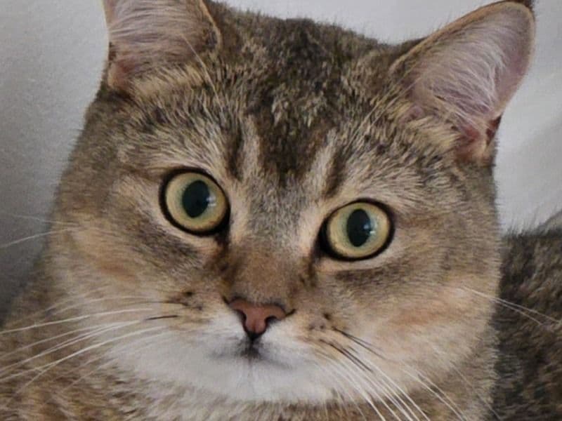 Milo primary photo