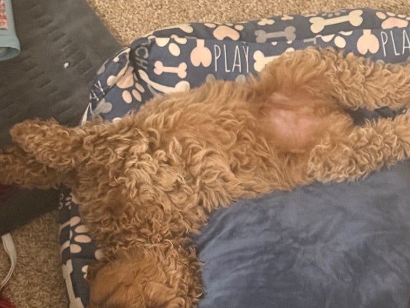 Miniature Poodle 4 months old male small named Canelo for sale in Onslow County, North Carolina | Petmeetly