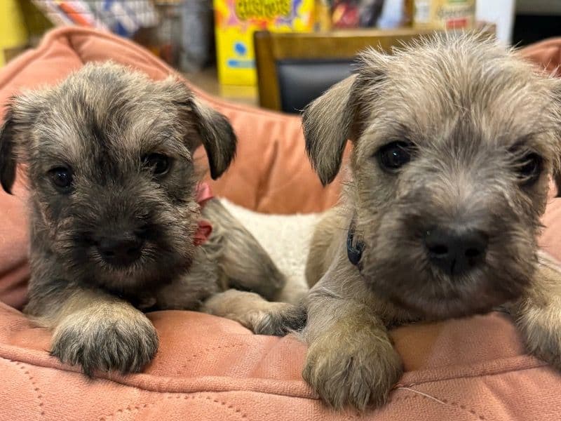 Miniature Schnauzer 4 months old male small named No Name for sale in Buncombe County, North Carolina | Petmeetly
