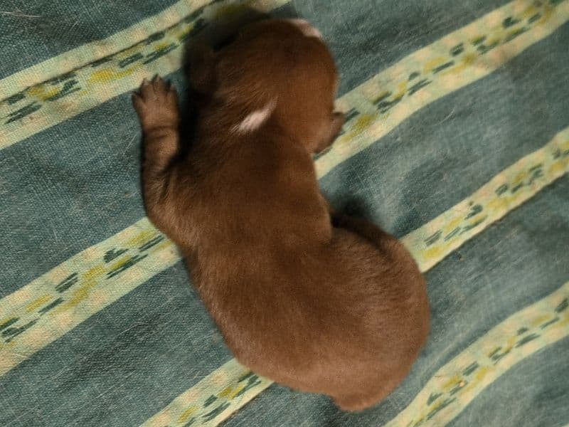 Puppy 1 - Dachshund | Petmeetly