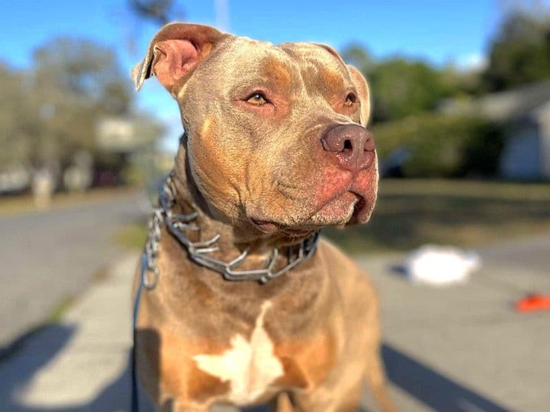 Diesel primary photo