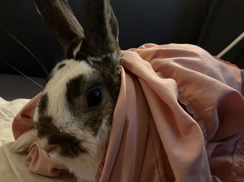 Dutch 6 years 9 months old male named Scooter for breeding in Warren County, Ohio | Petmeetly