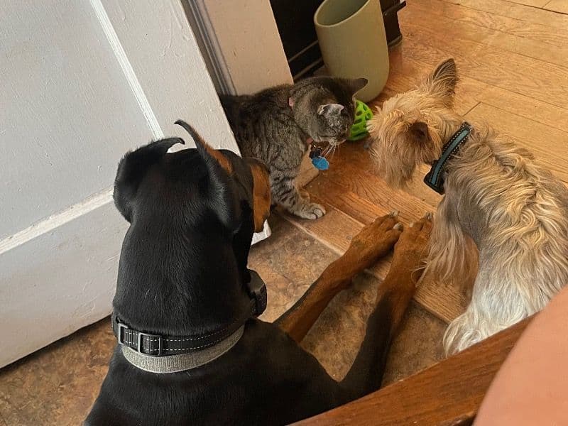 Rufus  the Doberman - Gallery photo 3