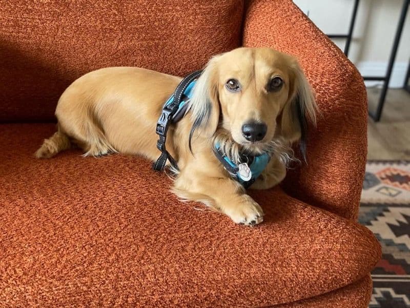 Teddy primary photo