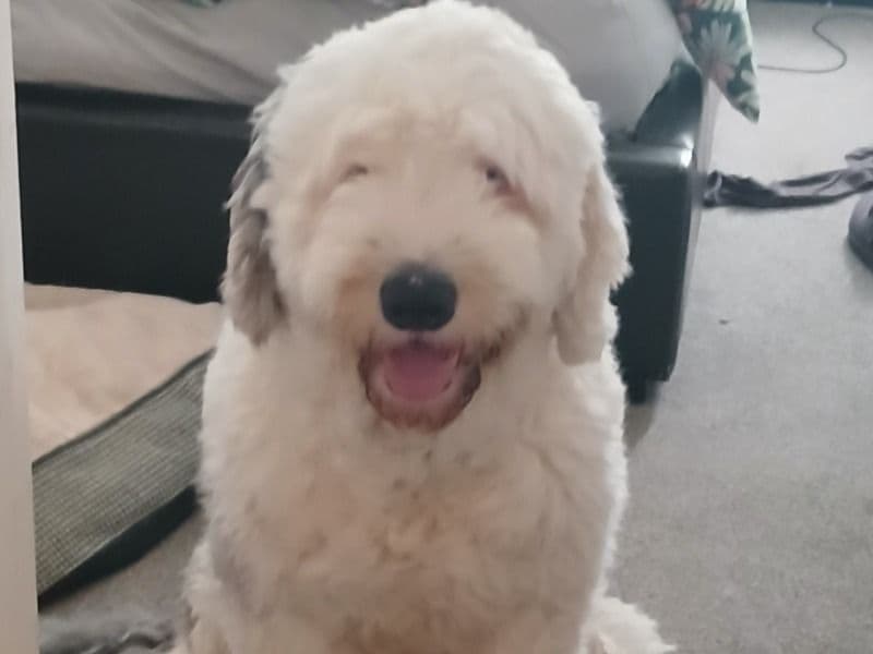 Old English Sheepdog 1 year 7 months old male large named Teddy for breeding in Greater Manchester, England | Petmeetly