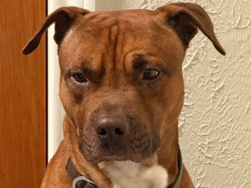 Pit Bull Terrier 2 years 3 months old male large named Tank for breeding in San Patricio County, Texas | Petmeetly