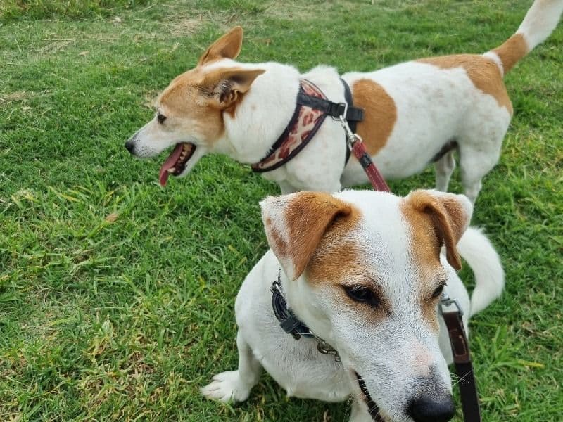 Choppa And Tiara primary photo