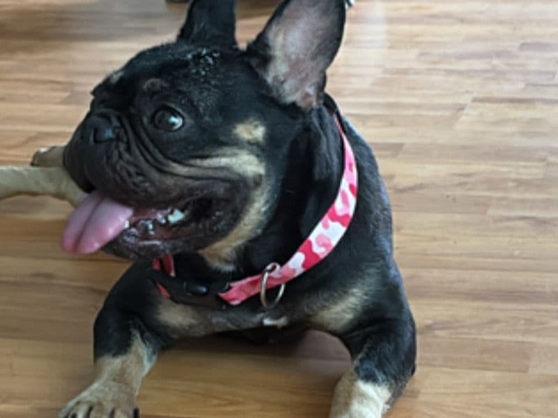 Frenchie Pug (Frug) 1 year 8 months old female medium named Stormi for breeding in Harris County, Texas | Petmeetly