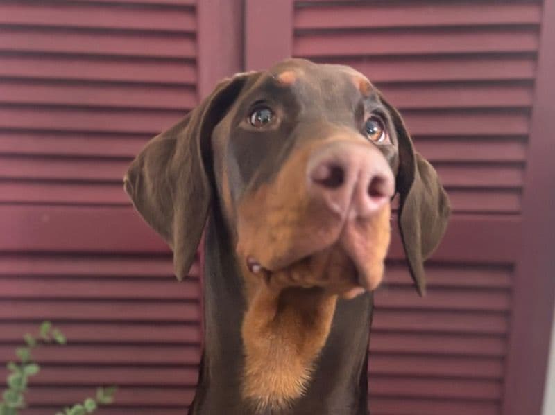 Athena - Doberman | Petmeetly