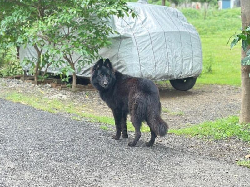 Black German Shepherd 4 years 5 months old female medium named Mehera for breeding in Amravati Division, Maharashtra | Petmeetly