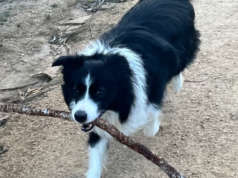 Border Collie 4 years 2 months old male large named Oreo for breeding in City of Glen Eira, Victoria | Petmeetly