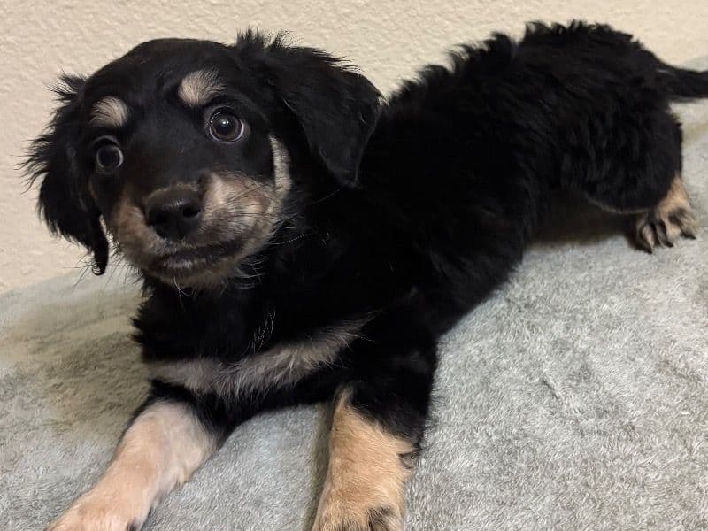 Australian Shepherd 2 months old female small named Na for sale in Maricopa County, Arizona | Petmeetly