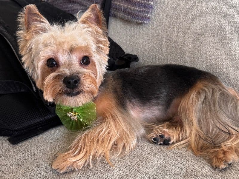 Gizmo primary photo