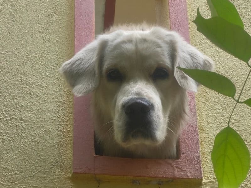 English Golden Retriever 2 years 5 months old male large named Lucky for breeding in Bangalore Division, Karnataka | Petmeetly