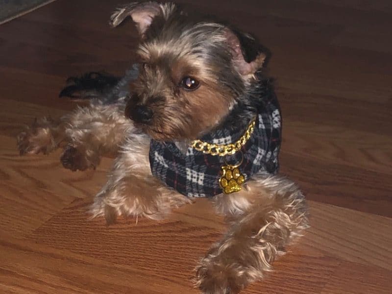 Teddy Bear primary photo