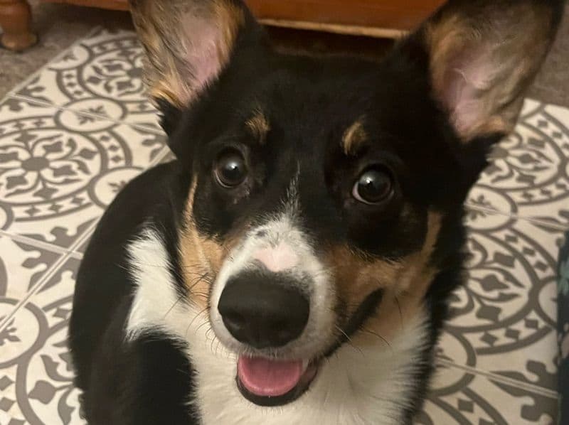 Corgi 1 year old male small named Machito for breeding in Lancaster County, Pennsylvania | Petmeetly