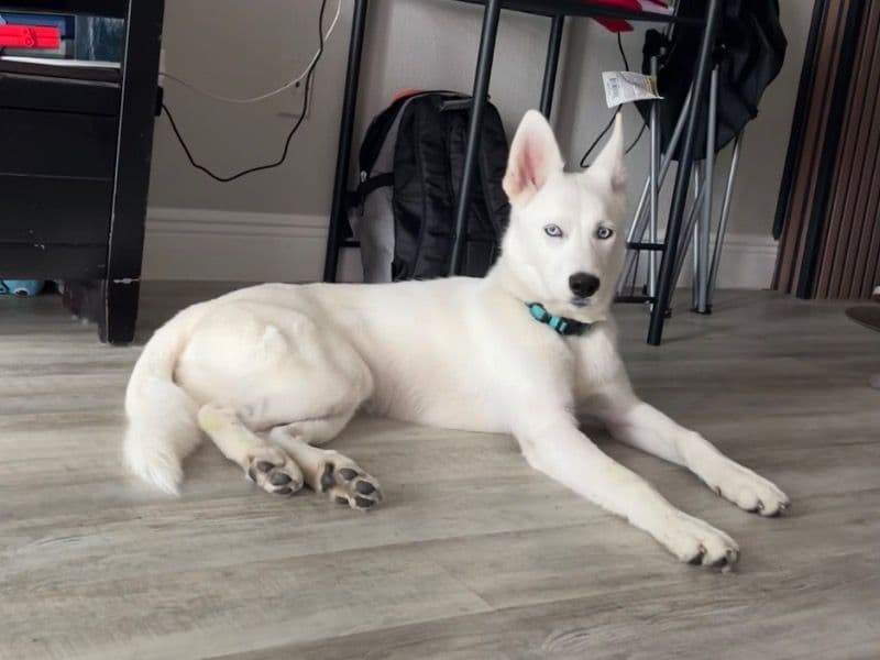 Siberian Husky 7 months old female large named Stormi for breeding in Orange County, Florida | Petmeetly