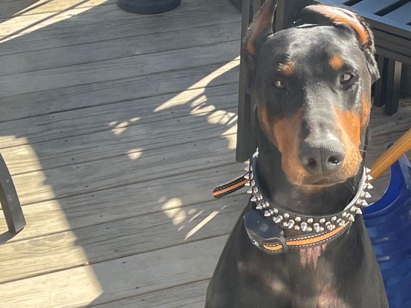 Rufus  - Doberman success story
