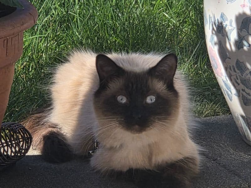 Bijou primary photo