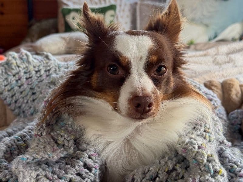 Long hair Chihuahua 4 years old male small named Nacho for breeding in Washington County, New York | Petmeetly
