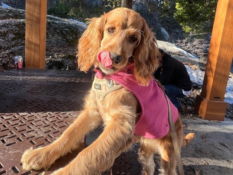 English Cocker Spaniel 1 year old female medium named Schatzi for breeding in Los Angeles County, California | Petmeetly