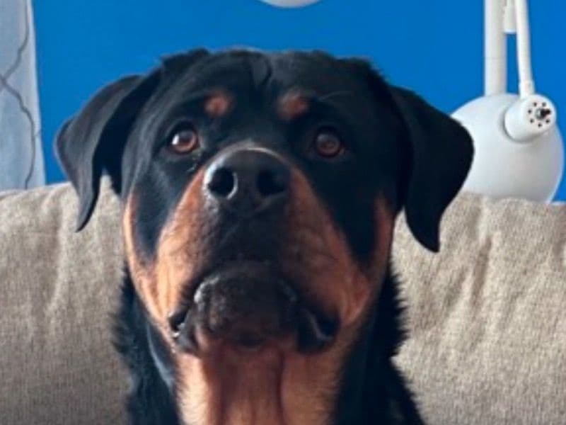 Rottweiler 4 years 11 months old female large named Anna for breeding in Rockingham County, New Hampshire | Petmeetly