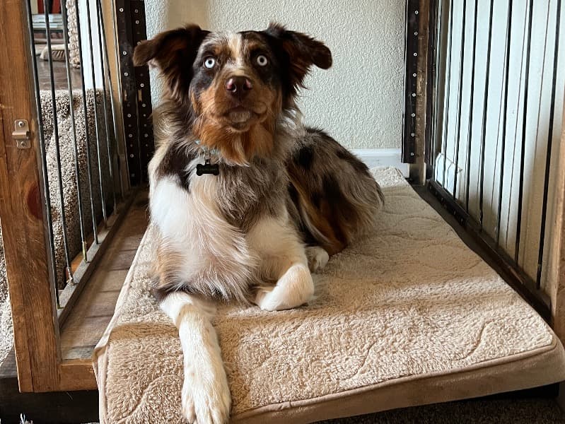 Australian Shepherd 3 years 6 months old female medium named Bowie for breeding in Denver County, Colorado | Petmeetly