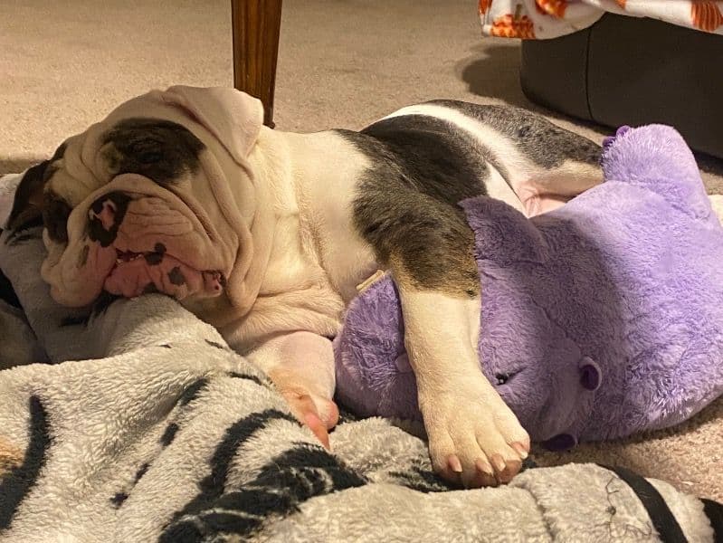 White English Bulldog 1 year 9 months old male medium named Diesel for breeding in Tulsa County, Oklahoma | Petmeetly