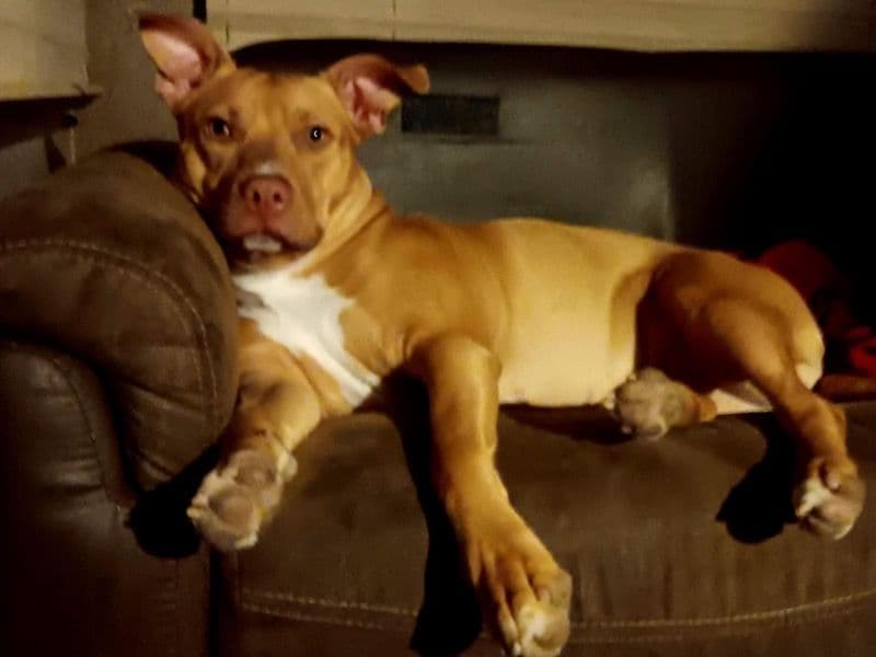 American PitBull Terrier 2 years 6 months old female large named Naila for breeding in Horry County, South Carolina | Petmeetly