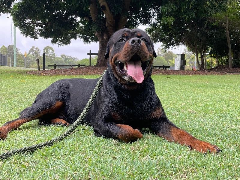 Rottweiler 3 years 5 months old male large named Lowkey for breeding in Fraser Coast Regional, Queensland | Petmeetly