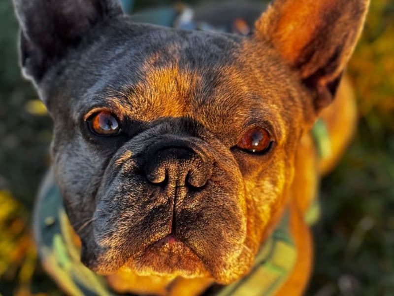 Taz primary photo
