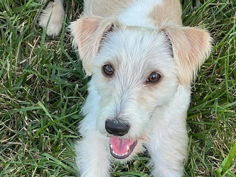 Jack Russell Terrier 1 year 11 months old female small named Ruby for breeding in Butler County, Nebraska | Petmeetly
